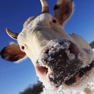 Telegram profile photo for Натуральные продукты от подписчиков