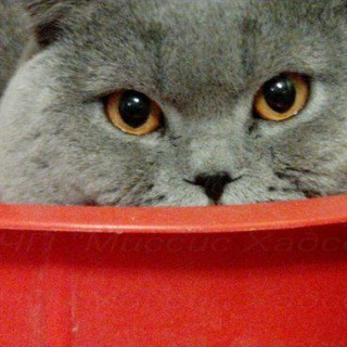 Telegram profile photo for ️ КОТИКИ на высоких каблуках ✿~ 𝓐 𝓵 𝓮 𝓼 𝔂 𝓪 ~✿