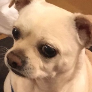 Telegram profile photo for Chollos Pets