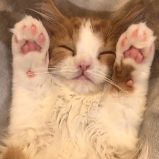 Telegram profile photo for Animols