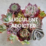 Telegram profile photo for Succulent Addicted Суккуленты
