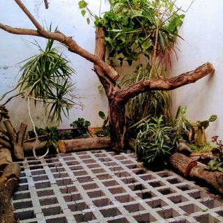 Telegram profile photo for Jardín, Suculentas, Huerta