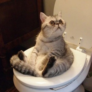 Telegram profile photo for Cat Research