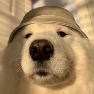Telegram profile photo for Пушистое безумие