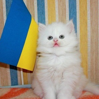 Telegram profile photo for естетика пива 🇺🇦💋