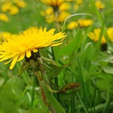 Telegram profile photo for 🌻 Хроники Живой Природы
