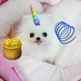 Telegram profile photo for Позор шимер