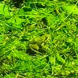 Telegram profile photo for Дневник Торика