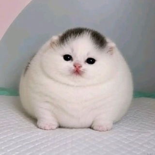 Telegram profile photo for бесплатные котики