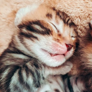 Telegram profile photo for Qt animals archive
