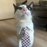 Telegram profile photo for miau miau ads