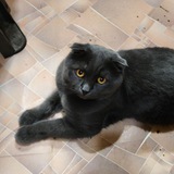 Telegram profile photo for Bibi the King