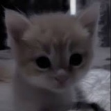Telegram profile photo for софка