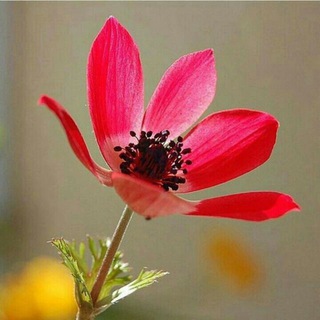 Telegram profile photo for گزیده ای از اشعار ناب