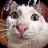 Telegram profile photo for ЖМУРА и КОТЫ