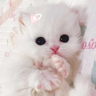 Telegram profile photo for 妍的