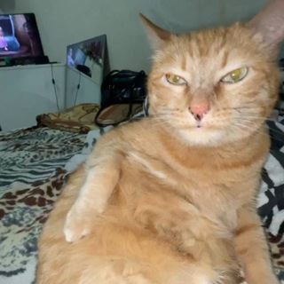 Telegram profile photo for Пластина