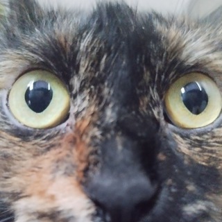 Telegram profile photo for Аліса