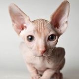 Telegram profile photo for Команда КИ;СА