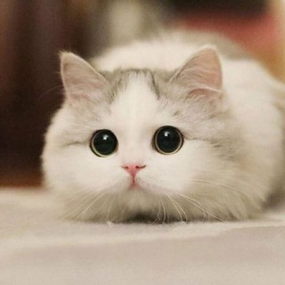 Telegram profile photo for TEst Portal