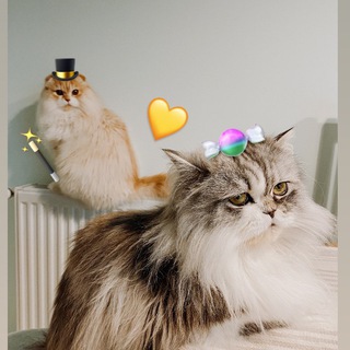 Telegram profile photo for Лукерія та Німбус🍭🐝