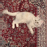 Telegram profile photo for - اللهمّ حبك .