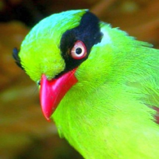 Telegram profile photo for Piuzm