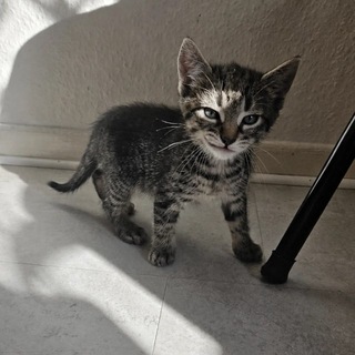 Telegram profile photo for YARD