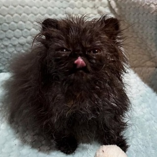 Telegram profile photo for лапатусик второй