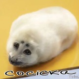 Telegram profile photo for wins chisnoka