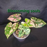 Telegram profile photo for Расцветающие души/Blossoming souls