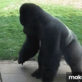 Telegram profile photo for Gorilla Da Spinna | $SPIN Portal