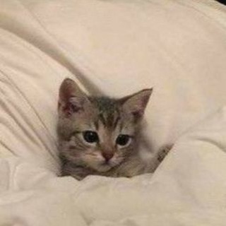 Telegram profile photo for Правила пиар чата