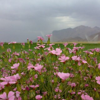 Telegram profile photo for کانال آموزش شیمی بهزاد میرزائی