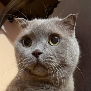 Telegram profile photo for Эмбро или шо