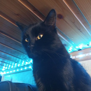 Telegram profile photo for Маркетинг игр с Марией