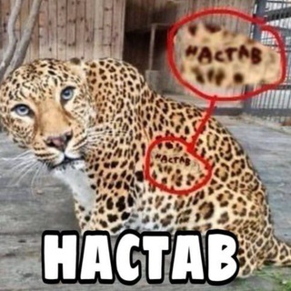 Telegram profile photo for НАСТАВ | Новости инфобиза