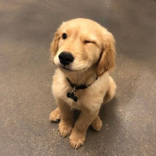 Telegram profile photo for $GOLDY