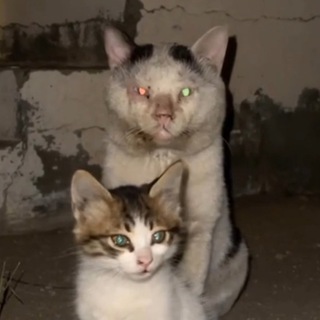 Telegram profile photo for ЛØHГ TЁPM PĘÇËЧ