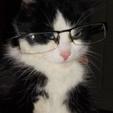 Telegram profile photo for мухоловка 💬