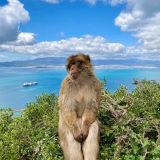 Telegram profile photo for Цензуред