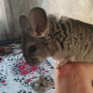 Telegram profile photo for Вика