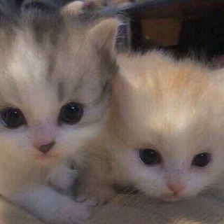 Telegram profile photo for милые котики^^