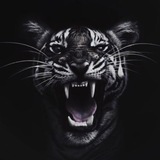Telegram profile photo for الدرع التميمي