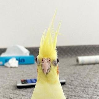 Telegram profile photo for 🦜 on the web