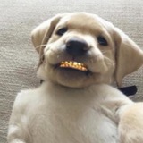 Telegram profile photo for Dogwifgrillz | Portal