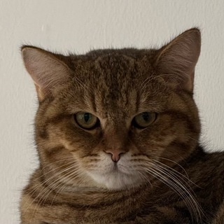 Telegram profile photo for Виктор