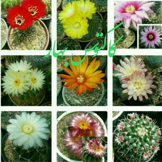 Telegram profile photo for کاکتوس بهار (خراسان جنوبی)