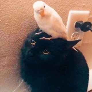 Telegram profile photo for Любящая доброта❤️
