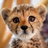 Telegram profile photo for Piroz